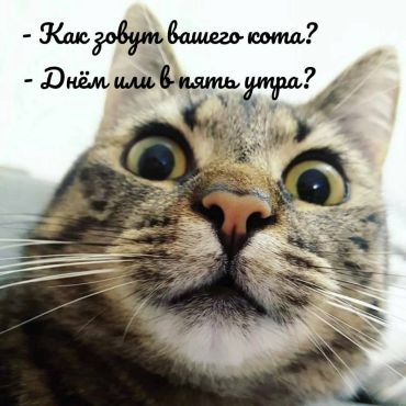 -Как зовут Вашего кота? -Днём или в пять утра?