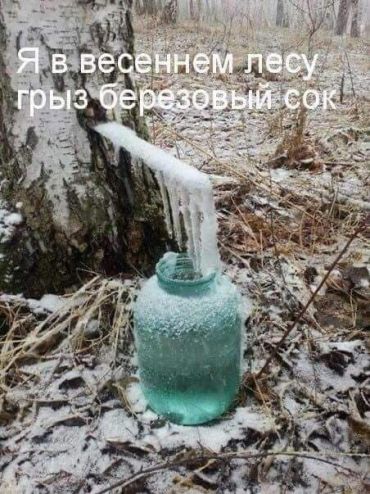 Я в весеннем лесу грыз берёзовый сок...