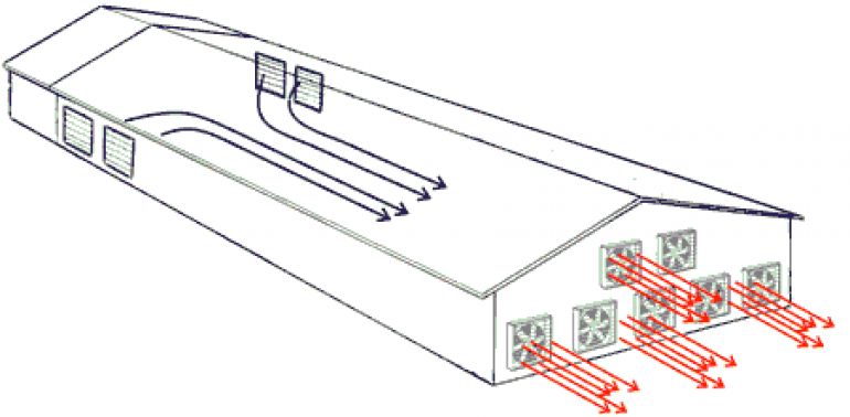 ЕВРОМАШ. Варианты применения осевых вентиляторов для охлаждения животных